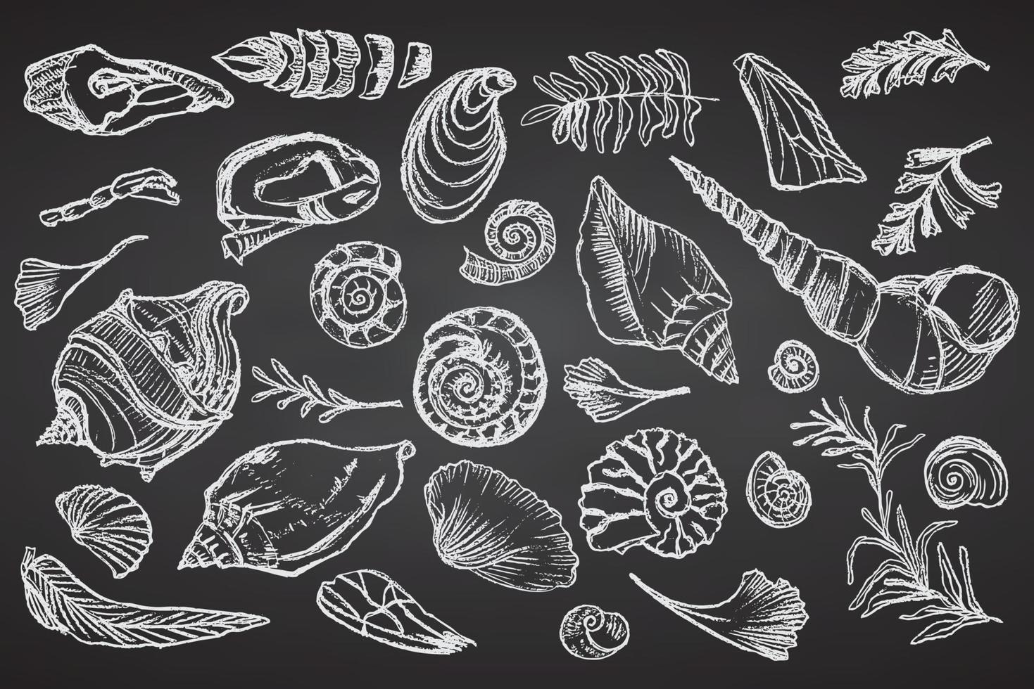 conjunto de bocetos de tiza conchas marinas y plantas en tablero negro dibujado a mano conchas oceánicas o concha molusco vieira mar submarino animal fósil náutico y acuario, tema marino. ilustración vectorial vector