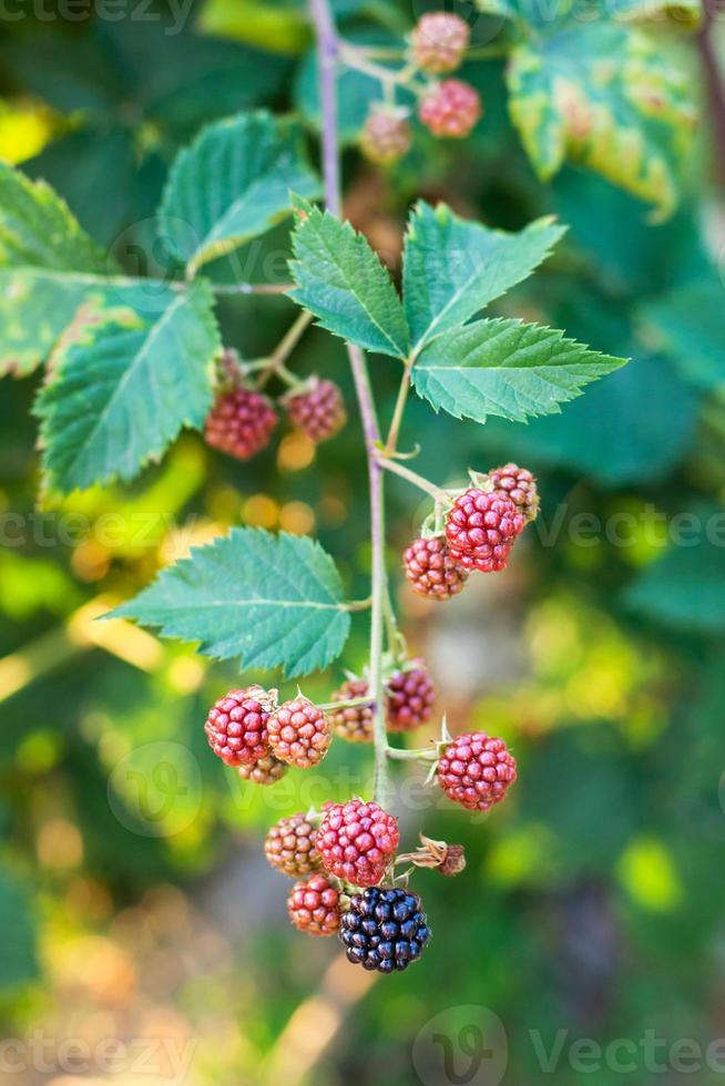 view of blackberries on twig in summer evening photo