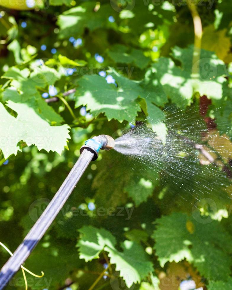 spraying of vine leaves by pesticide photo
