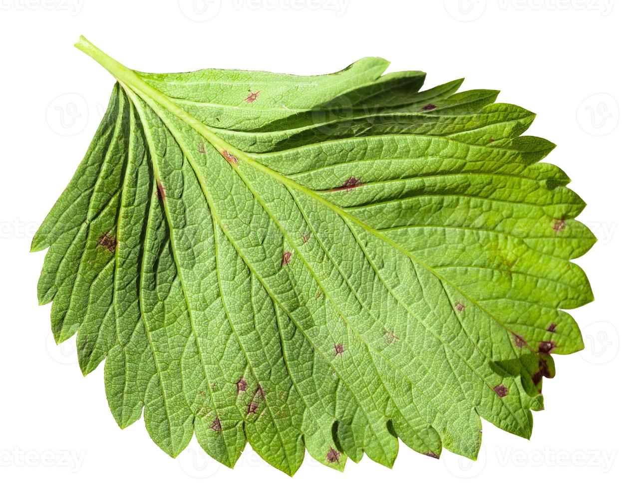 back side of green leaf of garden strawberry photo