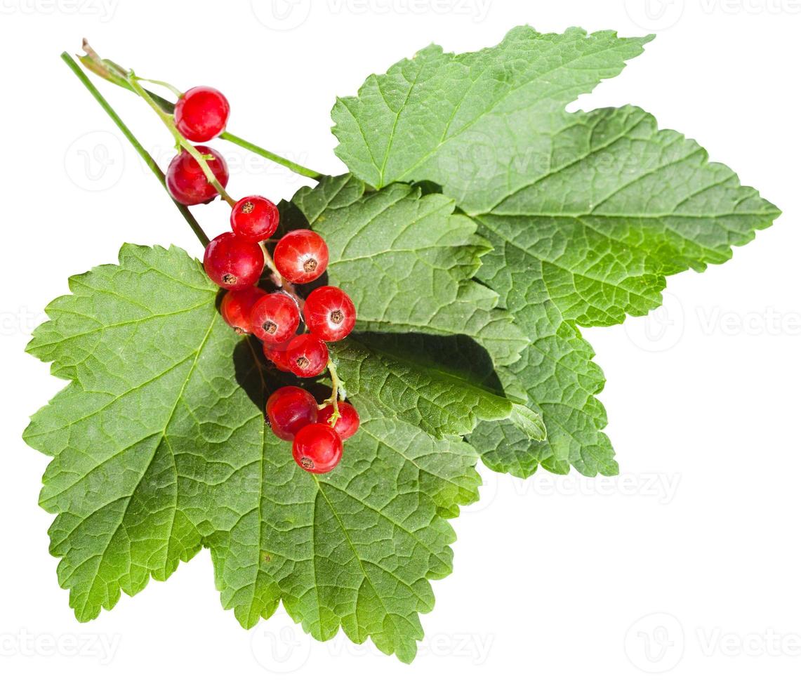 red berries and green leaves of redcurrant photo