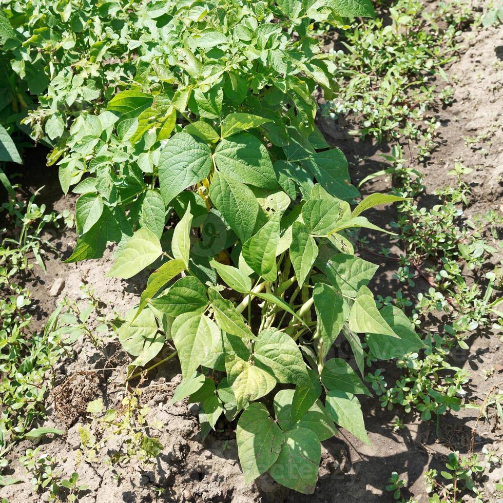 green string bean bush in garden photo