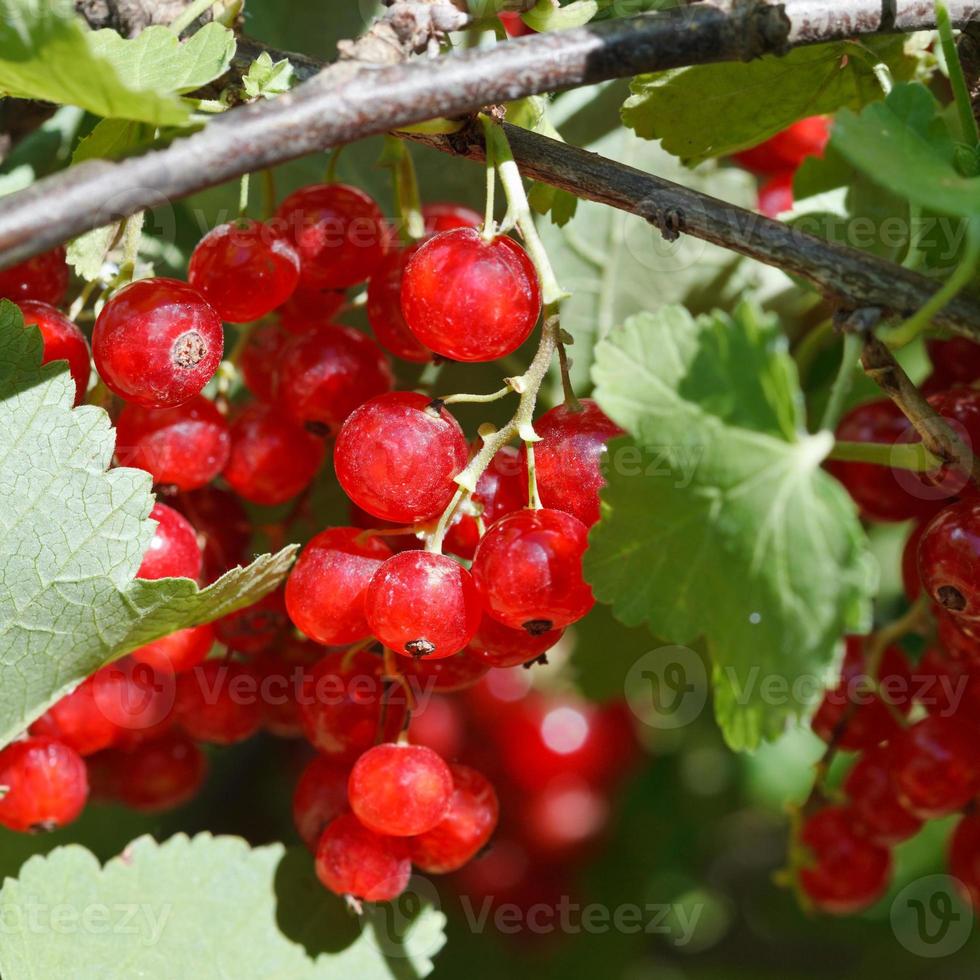 many red currant berries close up in green bush photo