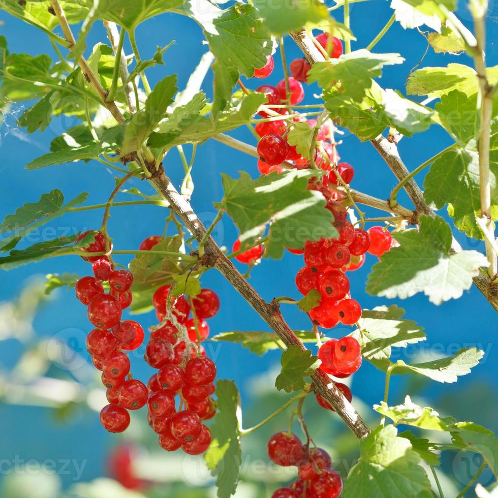 redcurrant berries close up on green bush photo