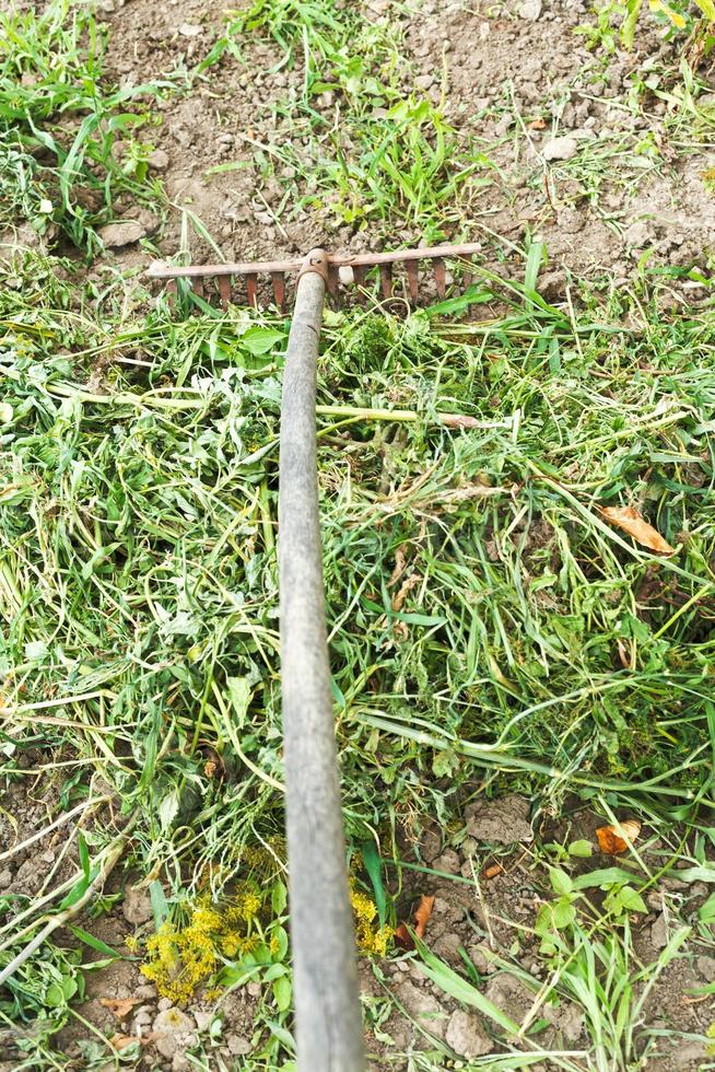collecting mown grass by rake in garden photo