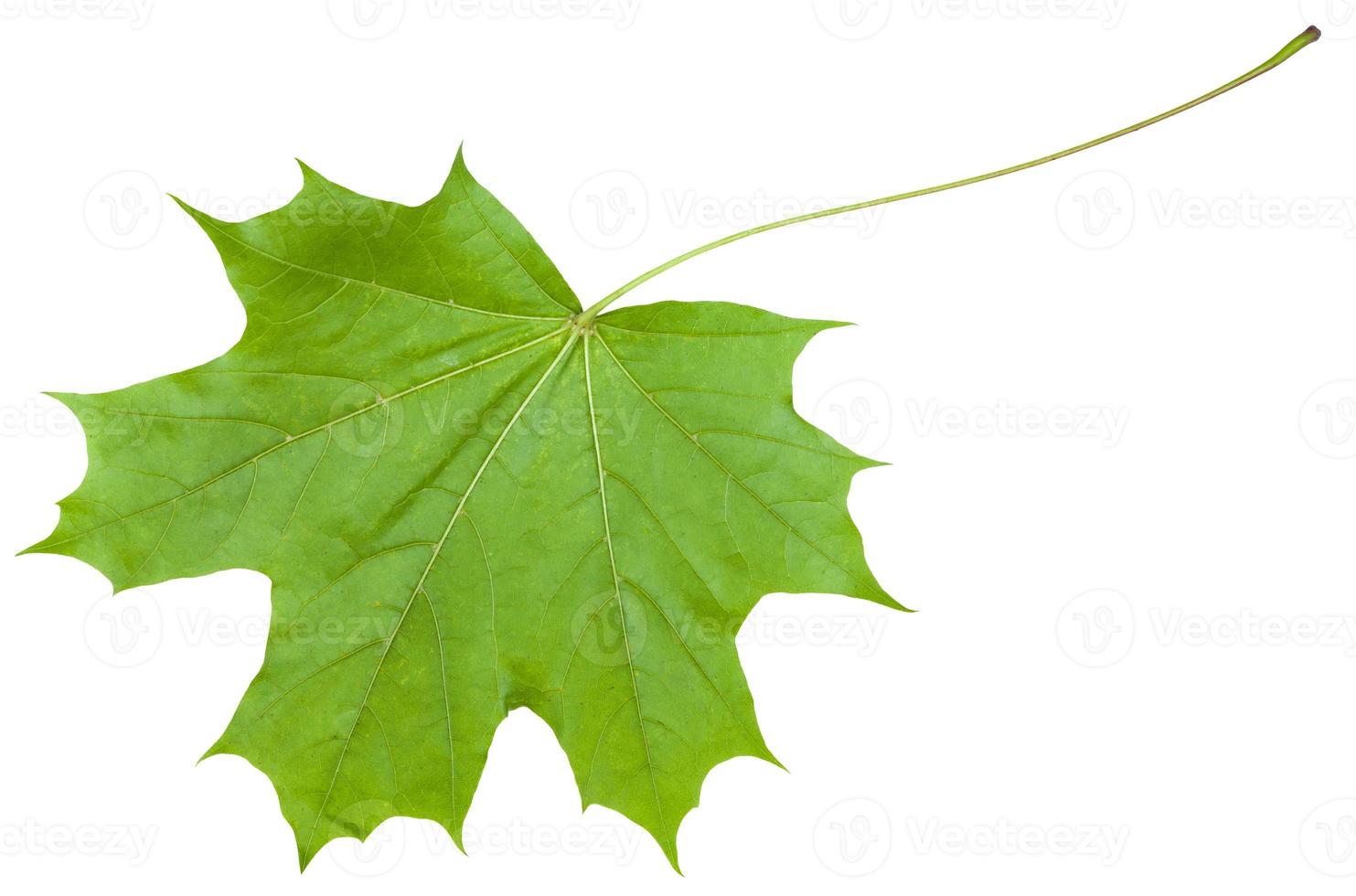 back side leaf of maple tree Acer platanoides photo