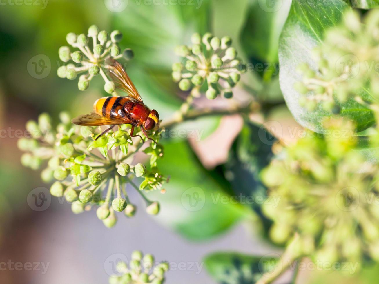 flower fly volucella inanis on blossoms of ivy photo