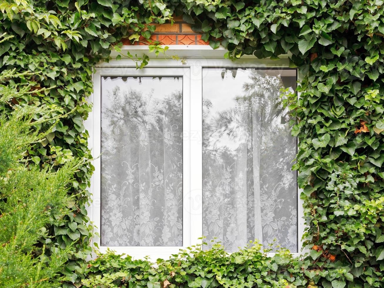 green ivy around new window photo