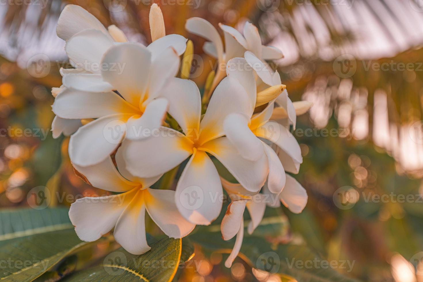 Closeup of beautiful plumeria frangipani floral natural background, artistic nature macro. Spring summer background, blurred bokeh foliage, colorful nature view. Exotic blooming flowers, tropic photo