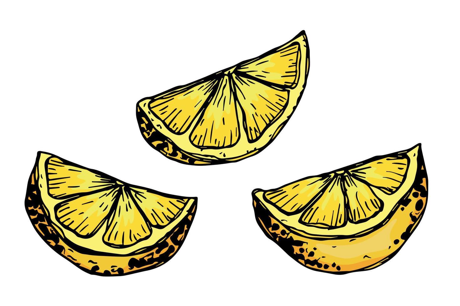 clipart vectorial de limón. conjunto de cítricos dibujados a mano. ilustración de frutas para impresión, web, diseño, decoración vector