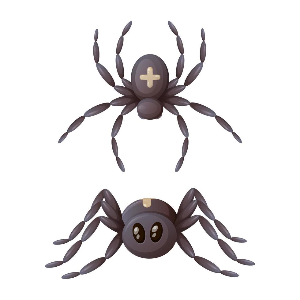 Spider with a cross on its back, top and side view, cartoon vector illustration
