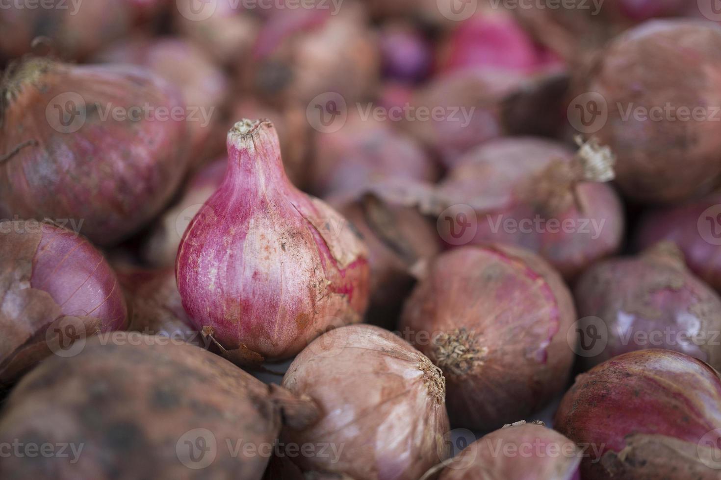 Selected focus of the onion, onion Full Frame shot. photo