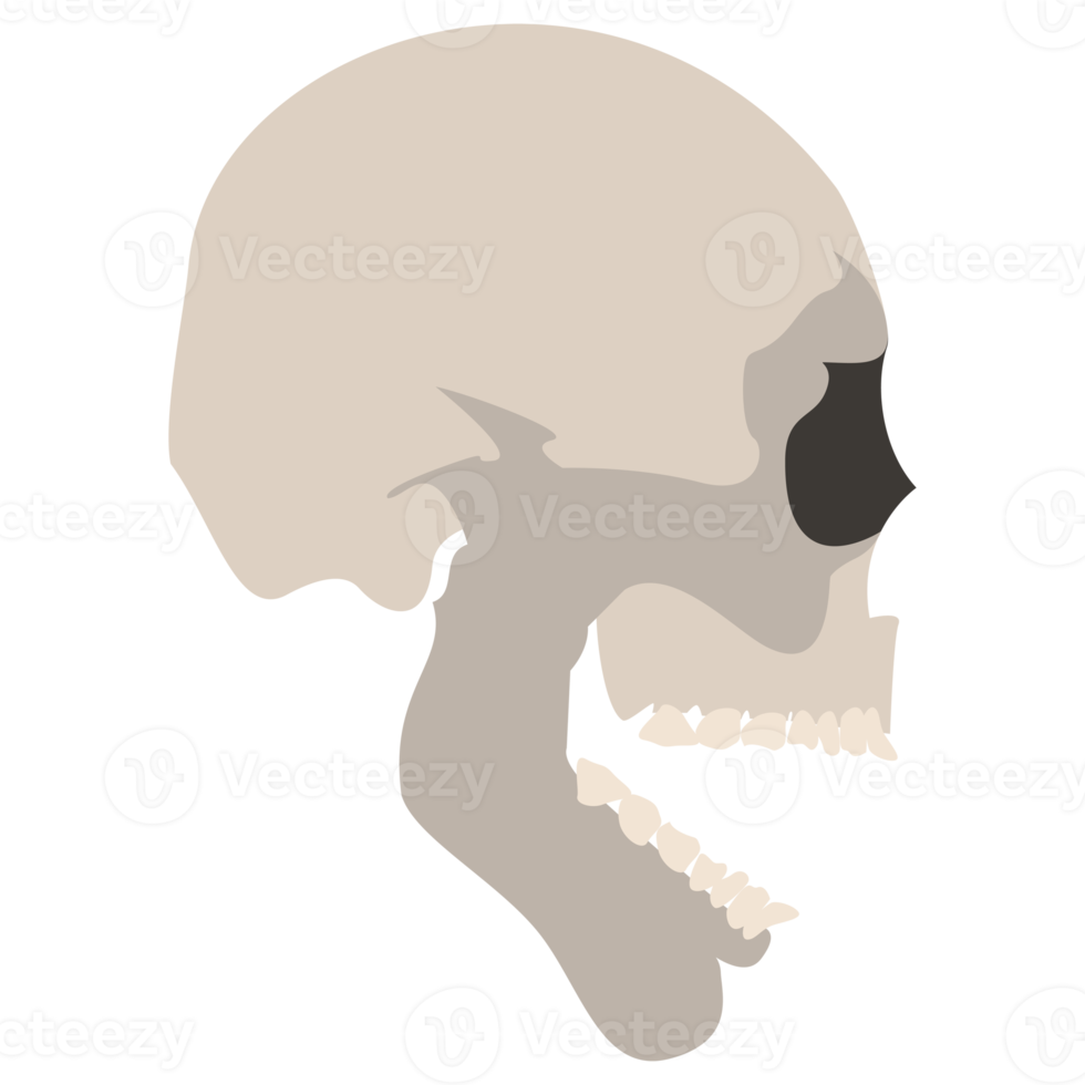 ícone do crânio. esqueleto realista. ilustração colorida png. png