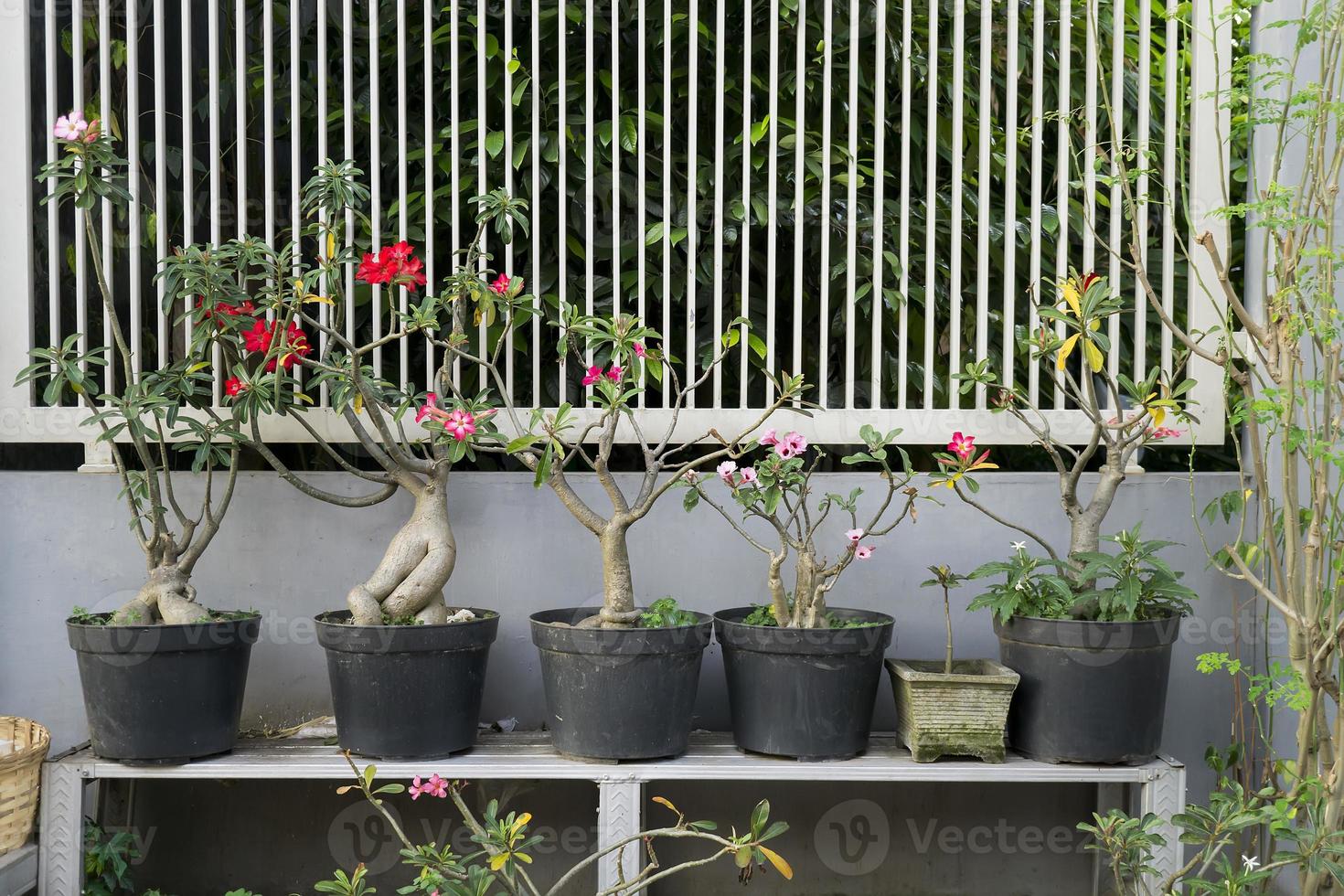 Frangipani flower plants neatly arranged in front of the fence photo