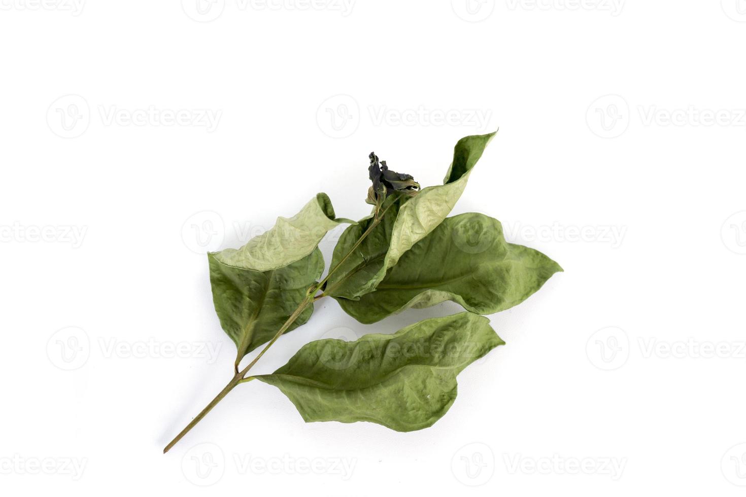 Bay leaf starting to dry isolated on a white background photo