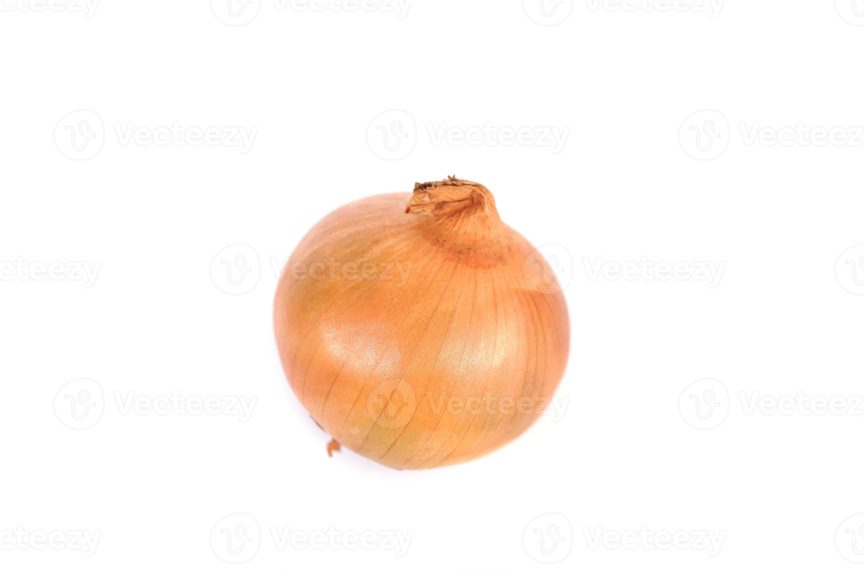 Onion, which has the scientific name Allium Cepa Linnaeus. 12054046