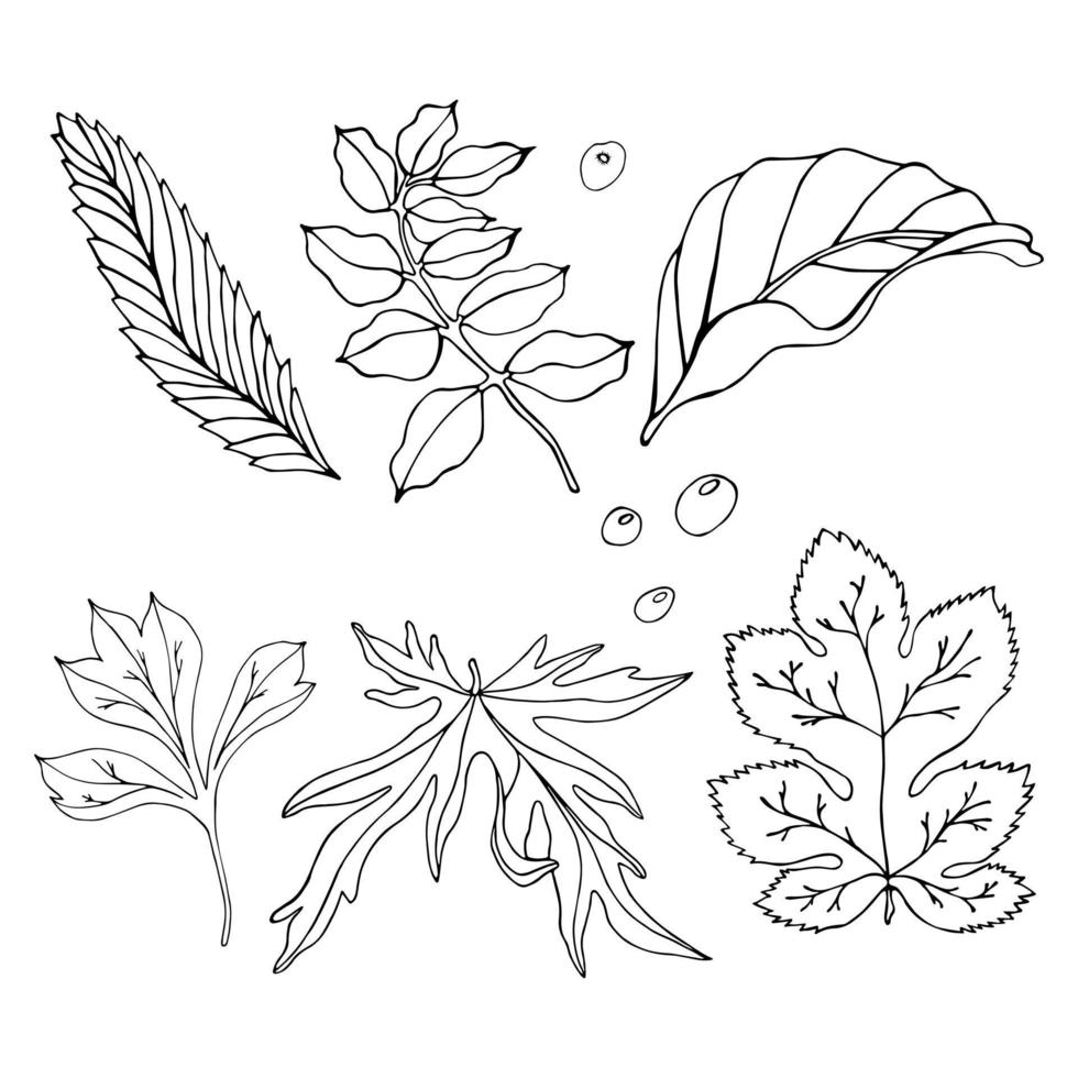 Collection hand drawn black outlines of leaves on white background. Line art. Vector graphic. Doodle style. Black outlines of leaves. Season design elements.