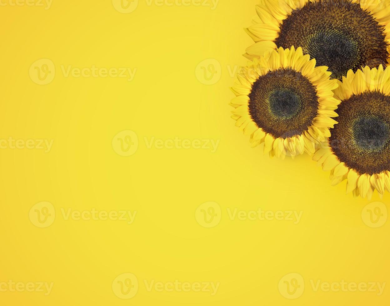 beautiful sunflower on yellow background view from above background with copy space photo