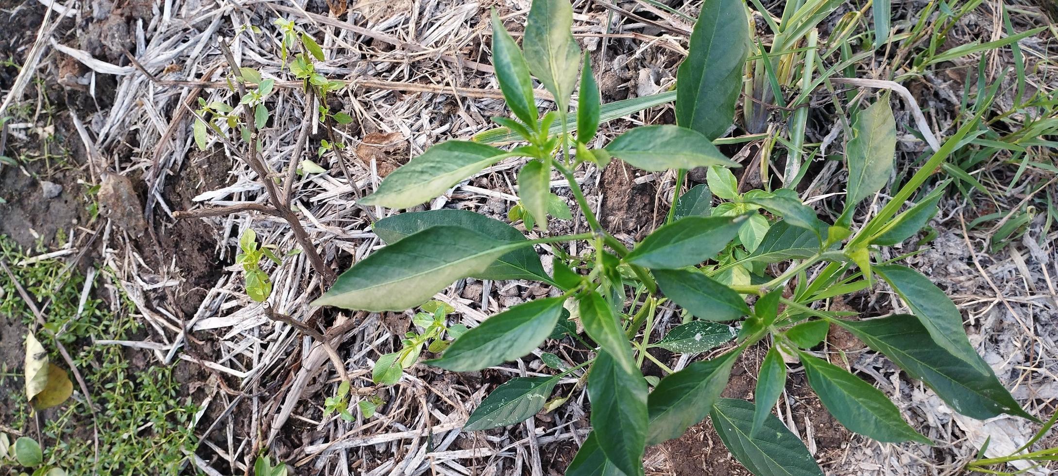 Basil is a small herb whose leaves are usually eaten as a salad photo