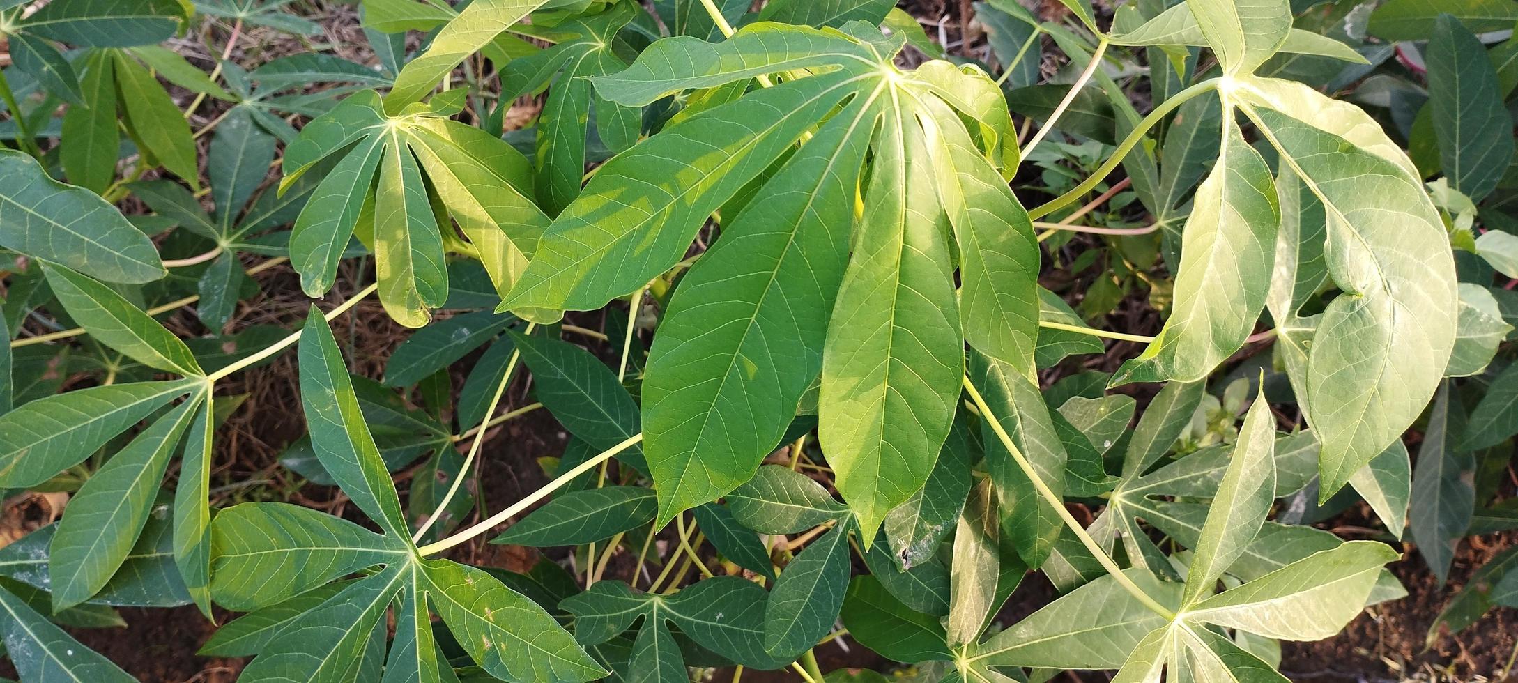las hojas de ambon se usan generalmente como alimento o vegetales en indonesia foto