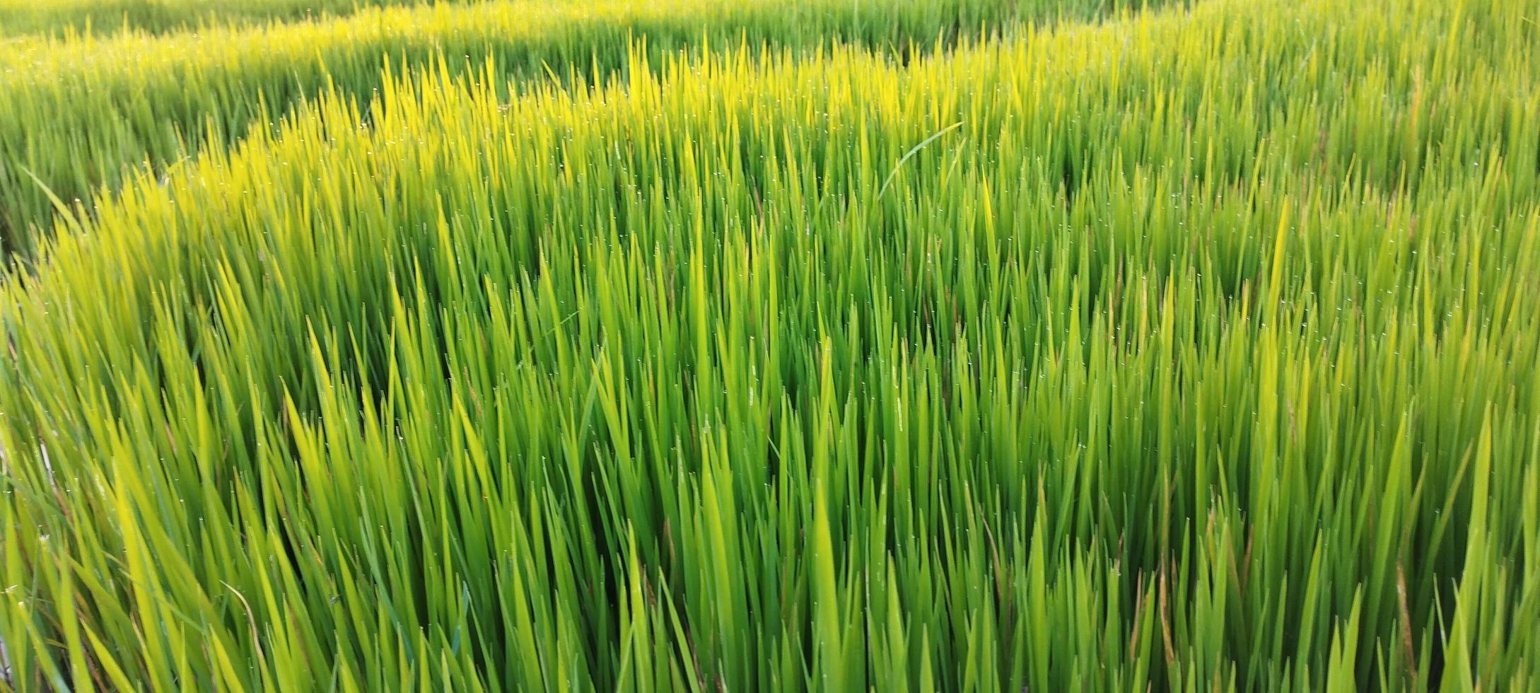 las plantas de arroz verde con charcos de agua se ven hermosas foto