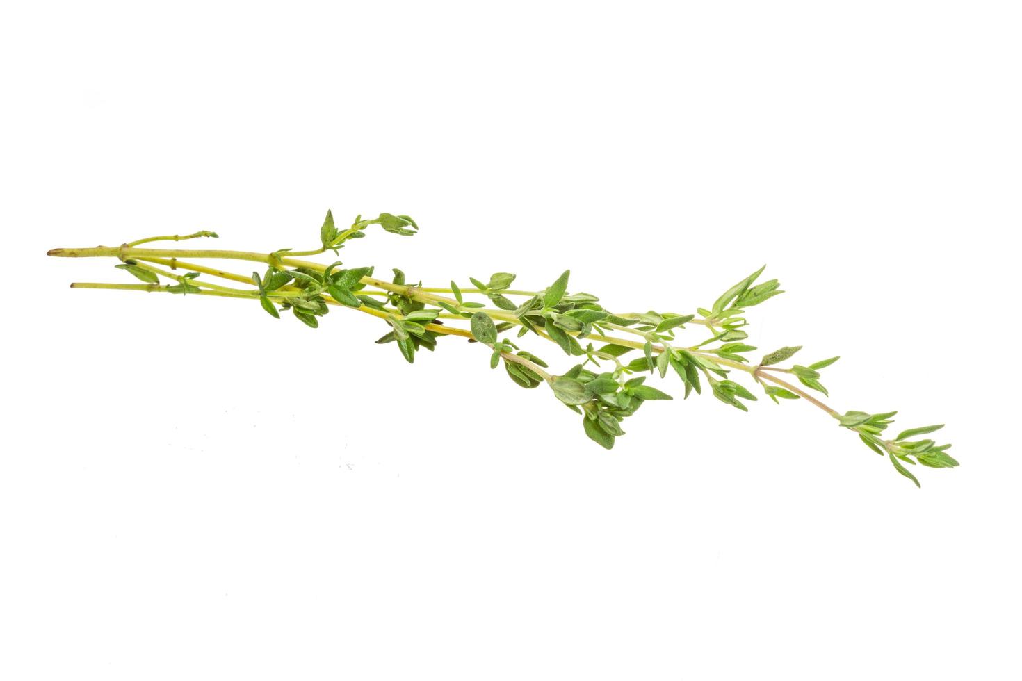 Thyme on white background photo