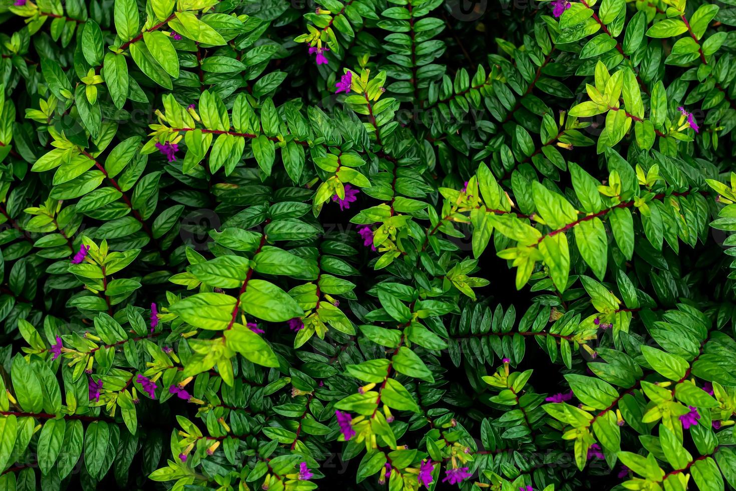 Green leaf pattern background photo