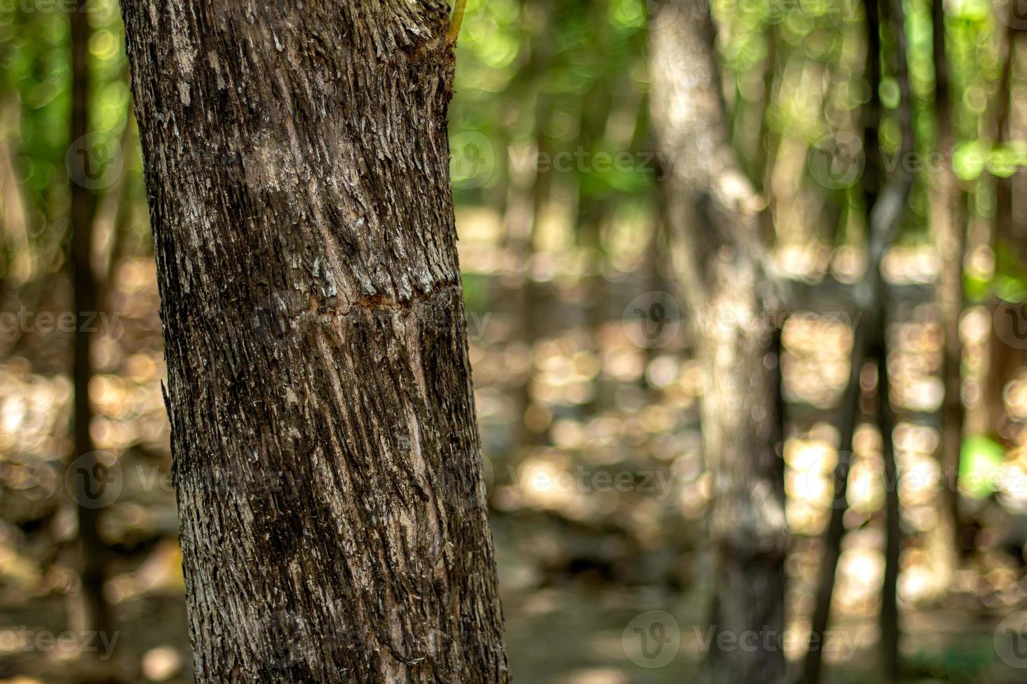 Pohon Jati or Tectona grandis L.f. photo