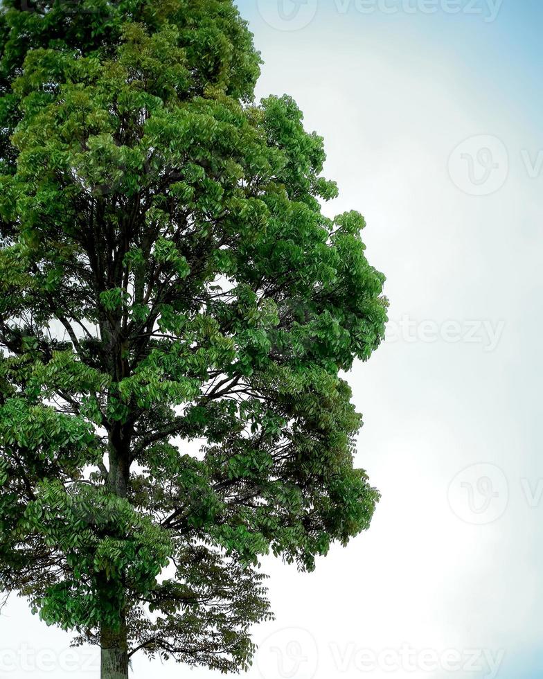 Lush green tree on plain background photo