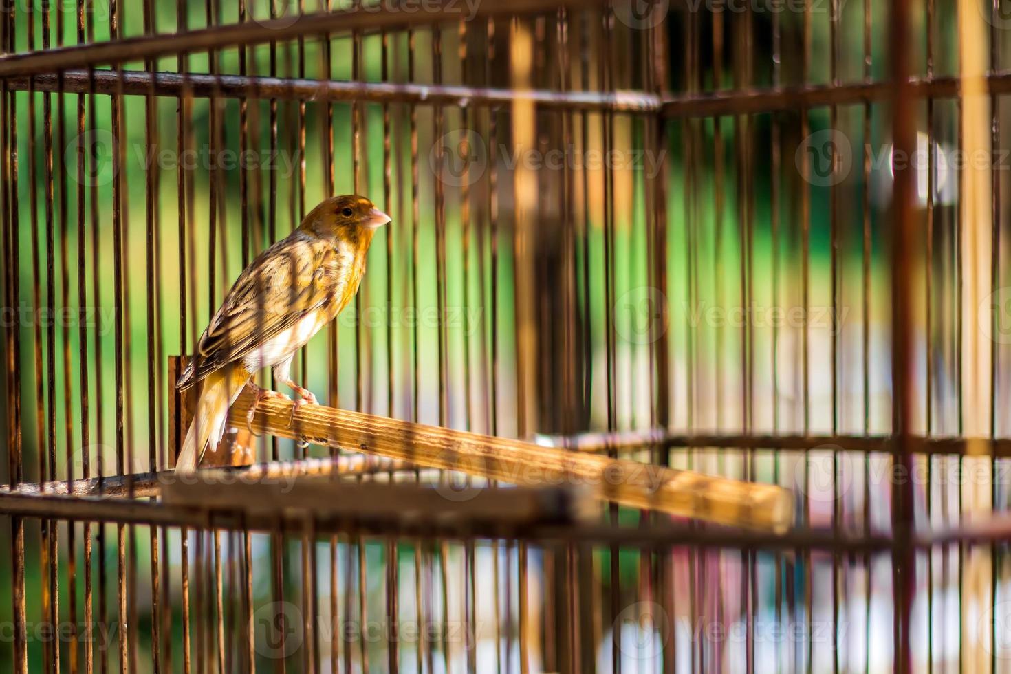 Canary bird. Bird in a cage. photo