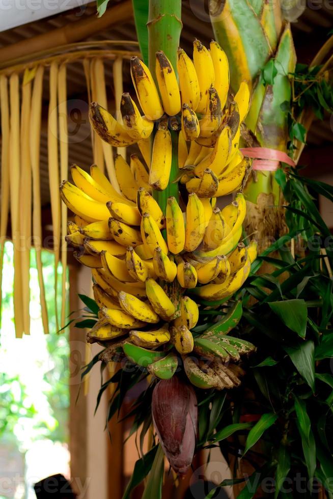 Yellow banana fruit photo