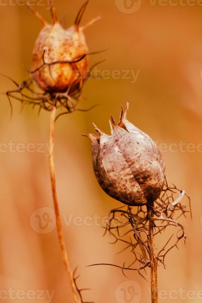 Dry poppy heads. Medicinal plant, opioid. Trending dried flower in sun. Beautiful autumn Dry poppy heads. Medicinal plant, opioid. Trending dried flower in sun. Beautiful autumn