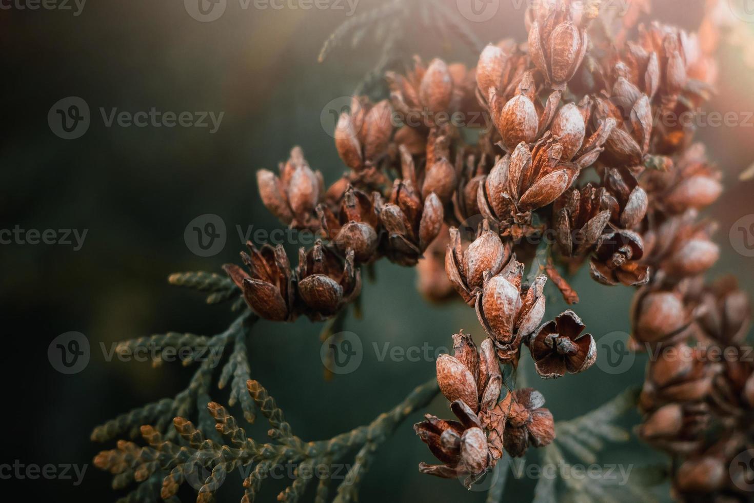 Beautiful autumn background. Dry branches of thuja. Coniferous cones. Dried trending Plants. photo