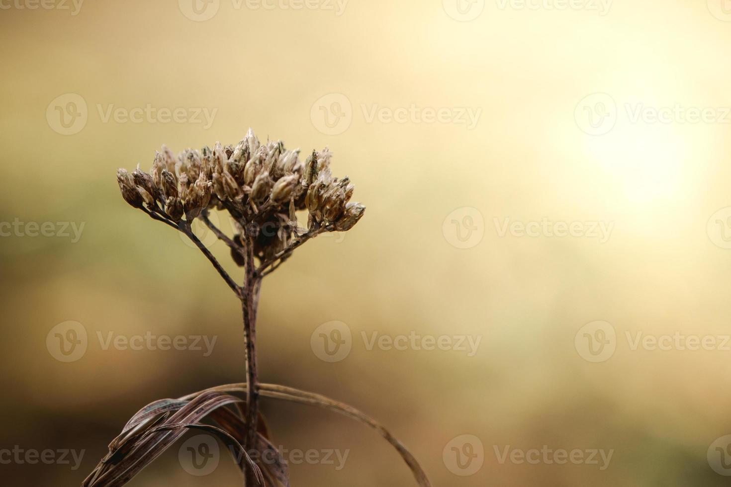 Dry trendy plants in sun. Beautiful autumn background. Dried flowers close-up. Poster for interior. photo