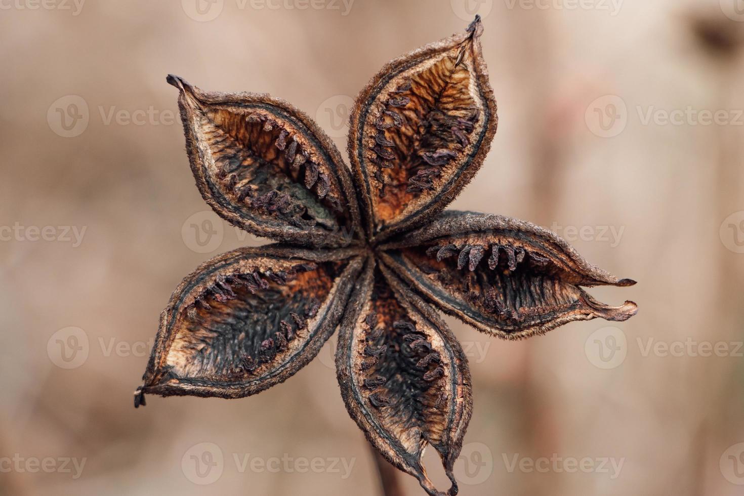 hermoso primer plano de flores secas. planta seca de tendencia en otoño. cartel para interiores. fondo de otoño foto