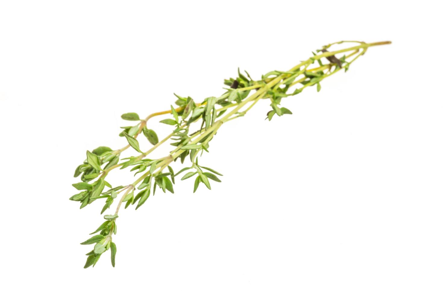 Thyme on white background photo