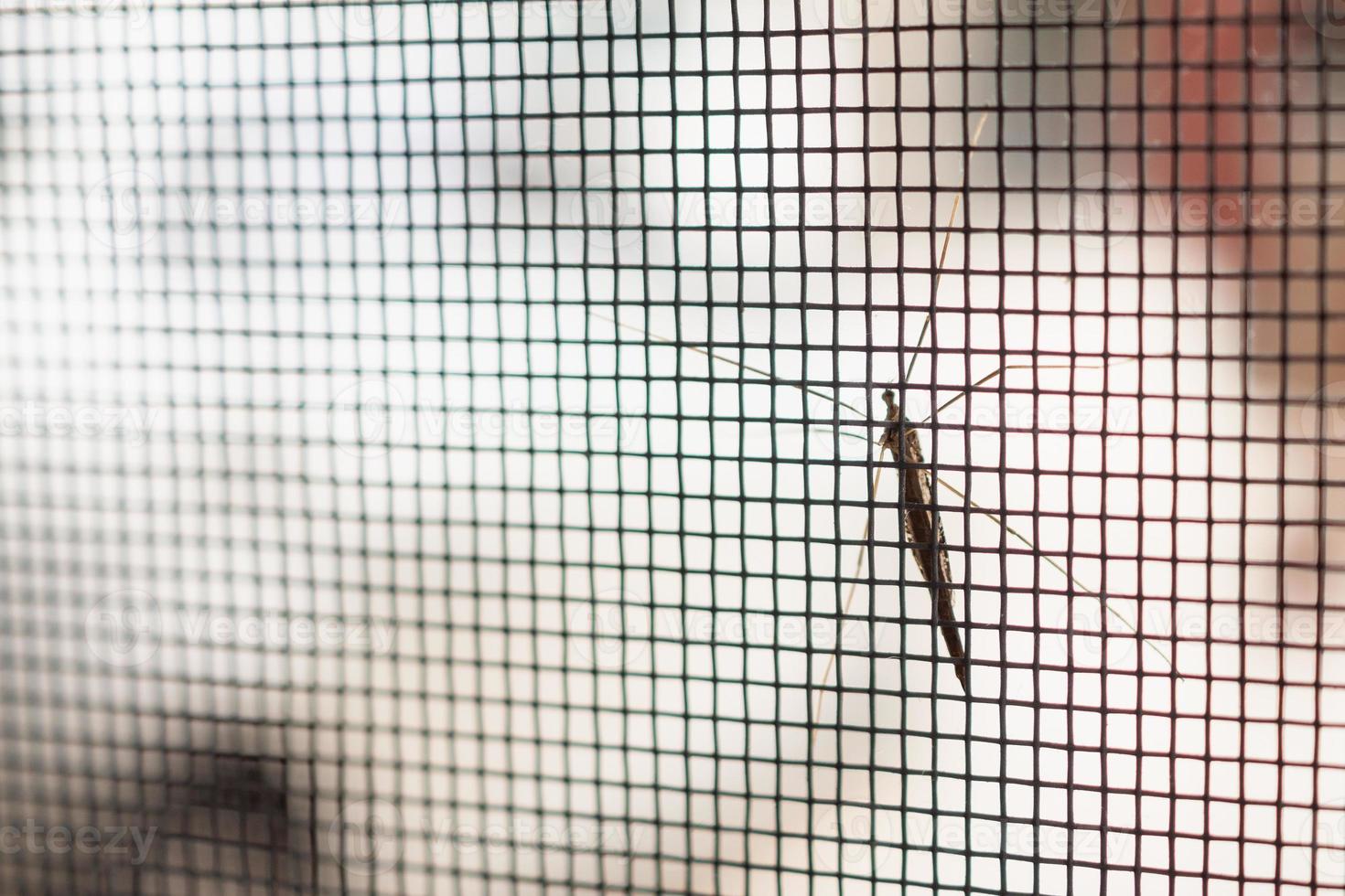 mosquito net wire screen on house window protection against insect photo