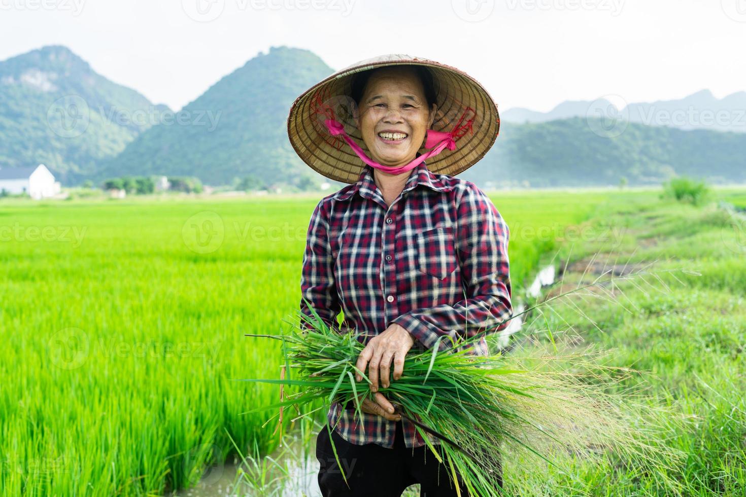 Farmer woman in the rice field photo