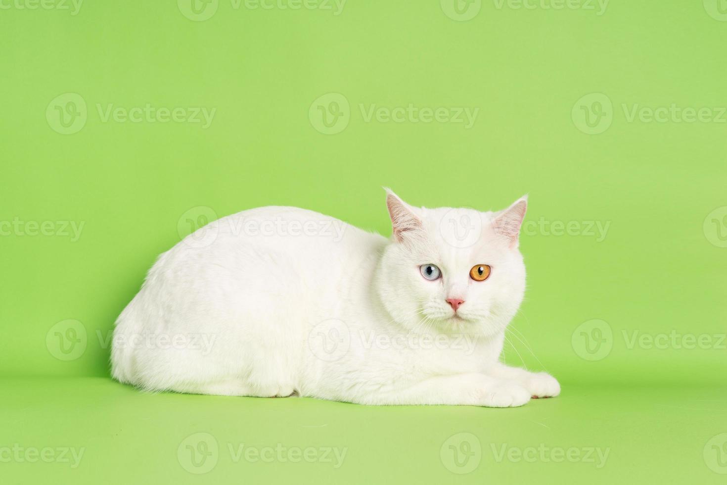 imagen de gato blanco con dos colores de ojos aislado sobre fondo azul foto