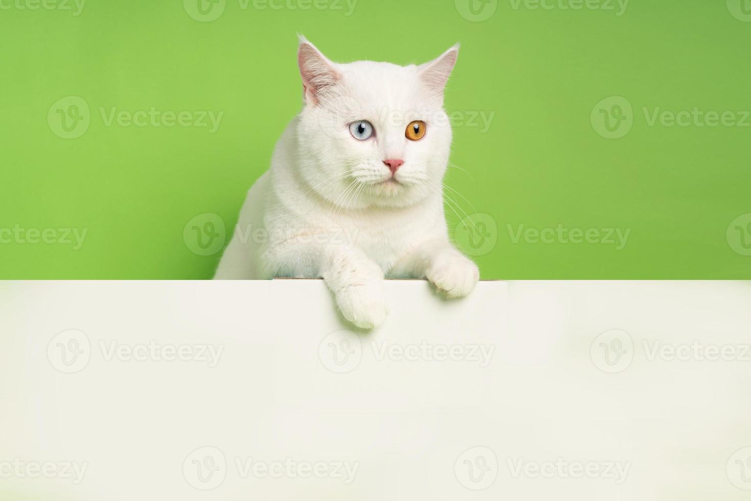 white cat image with two eye colors isolated on blue background photo