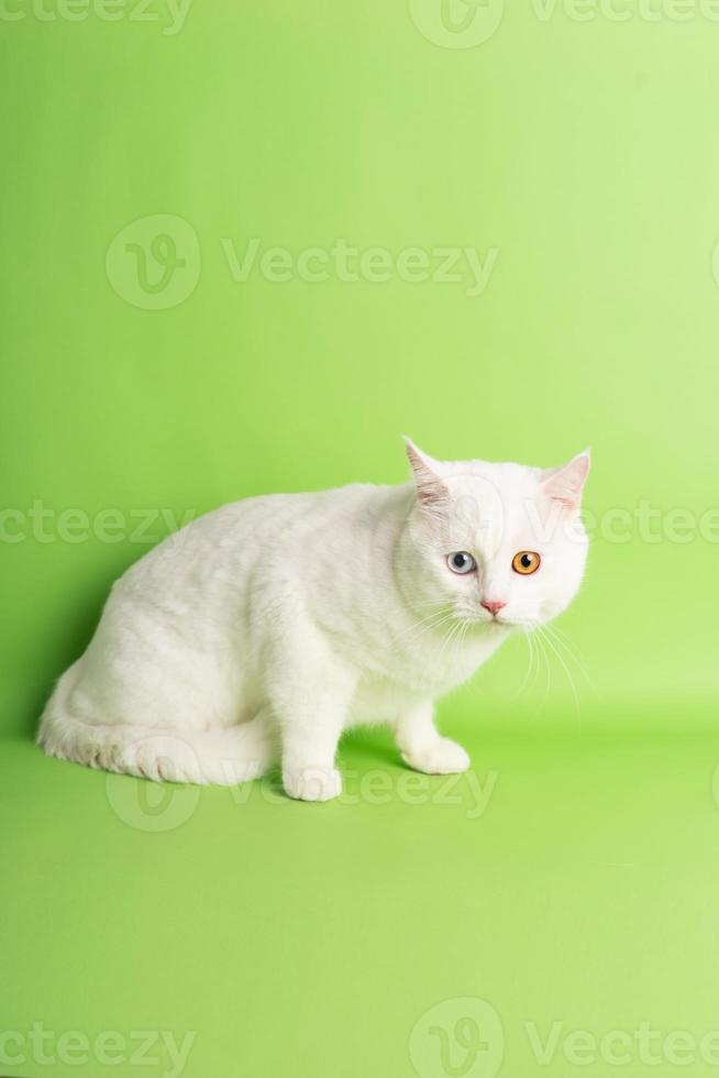 white cat image with two eye colors isolated on blue background photo