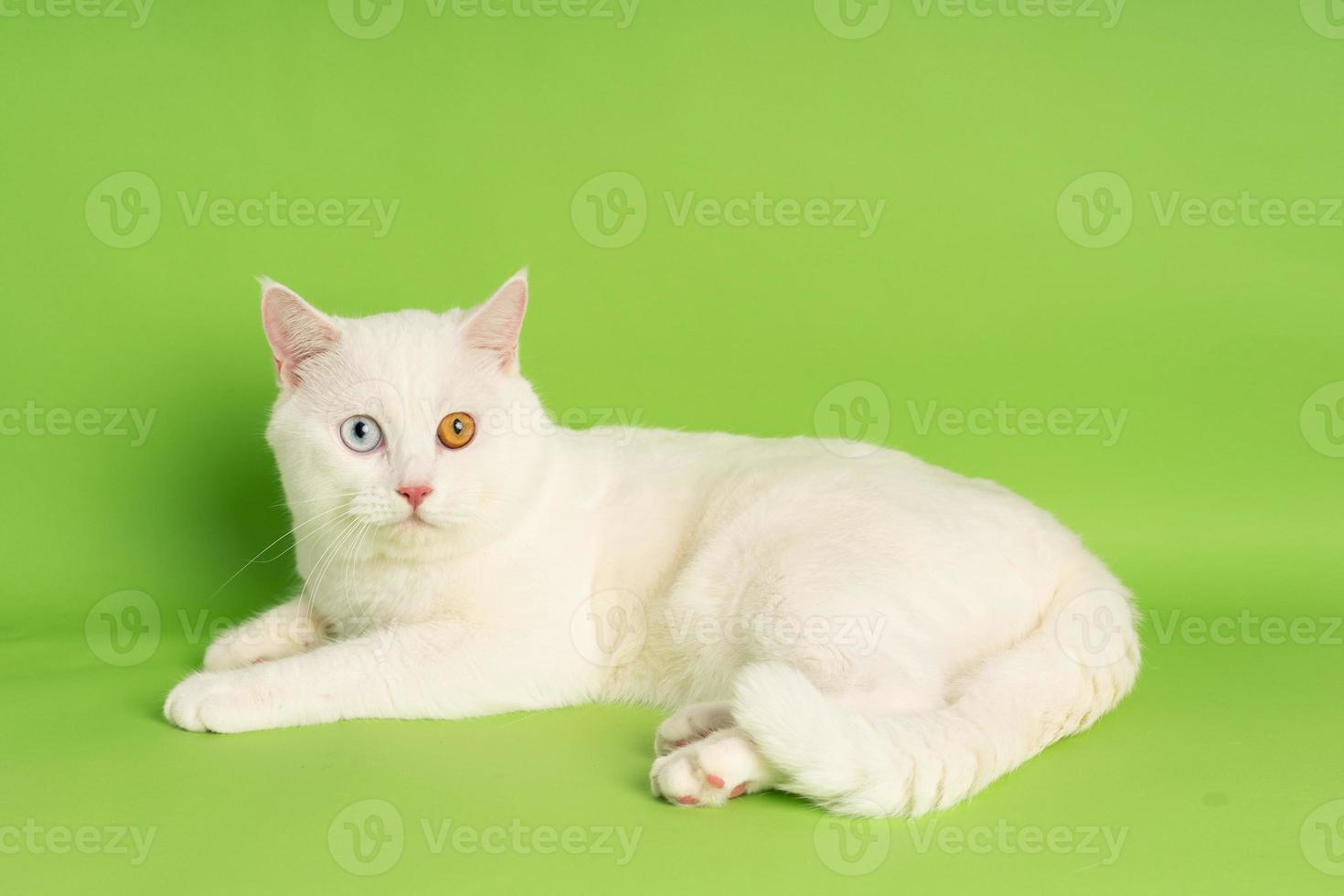 white cat image with two eye colors isolated on blue background photo
