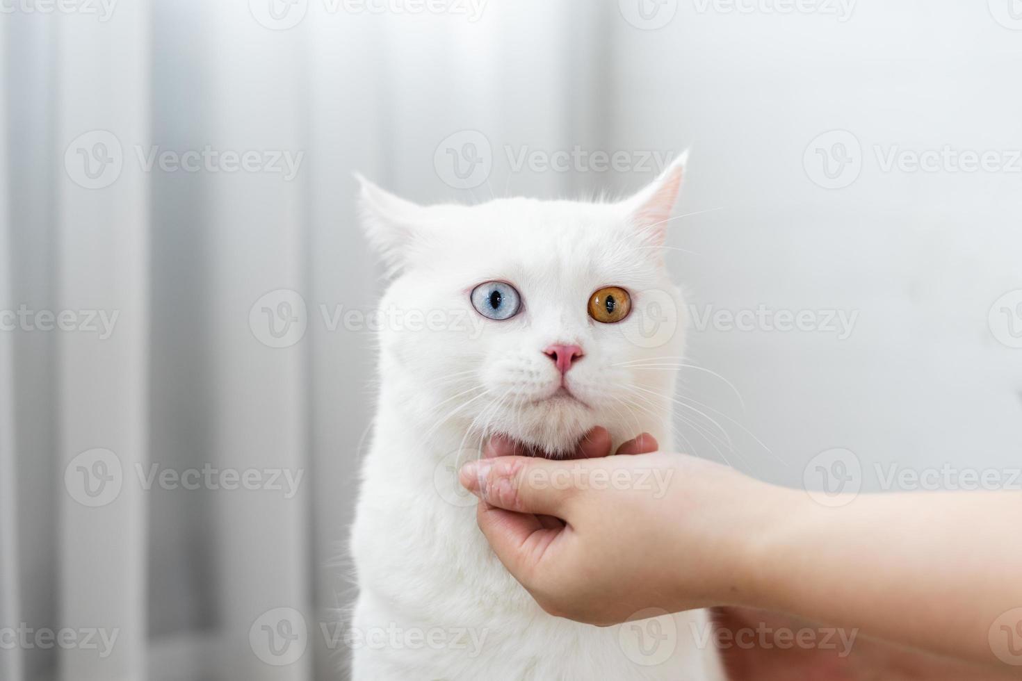 lovely white cat image with two color eyes at home photo