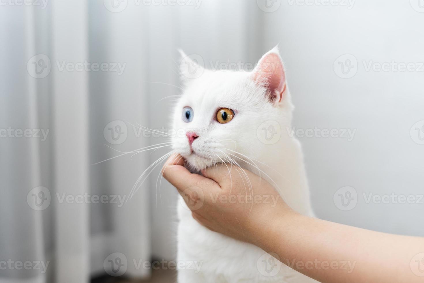 hermosa imagen de gato blanco con ojos de dos colores en casa foto