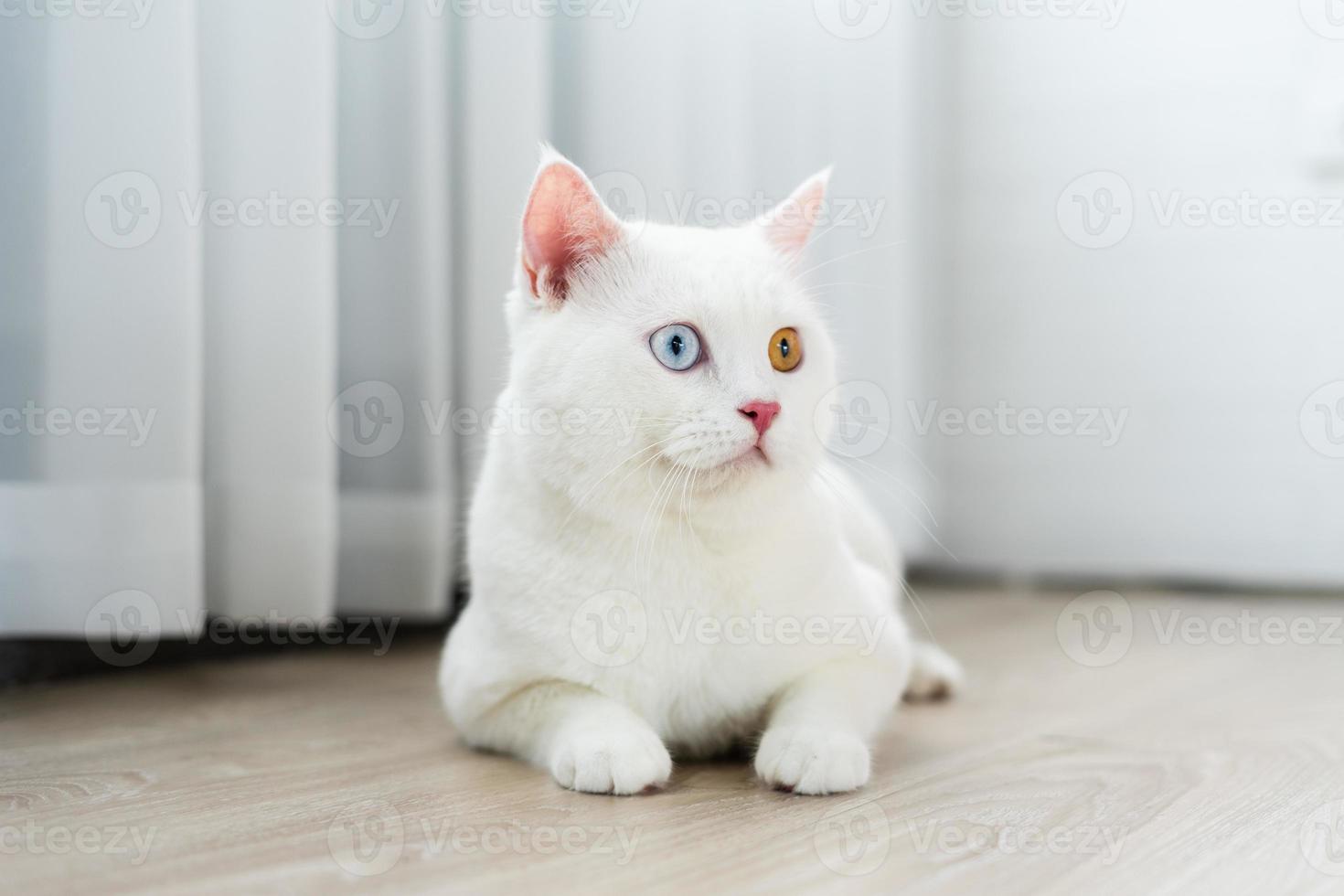 lovely white cat image with two color eyes at home photo