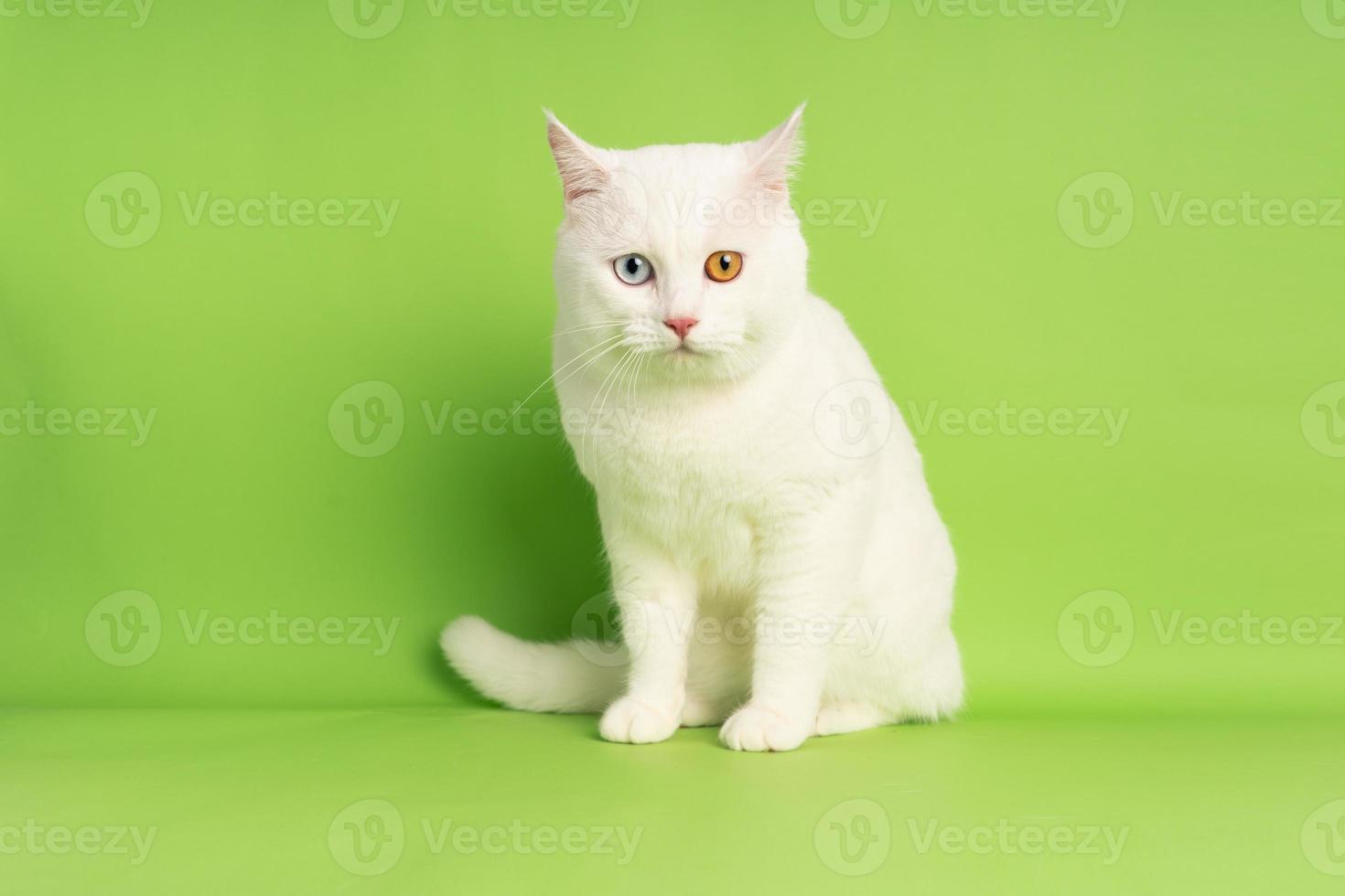 white cat image with two eye colors isolated on blue background photo