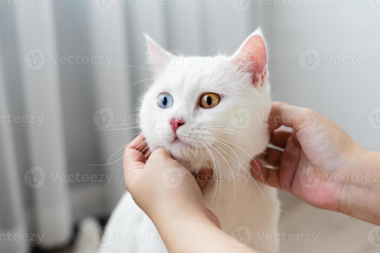 lovely white cat image with two color eyes at home photo