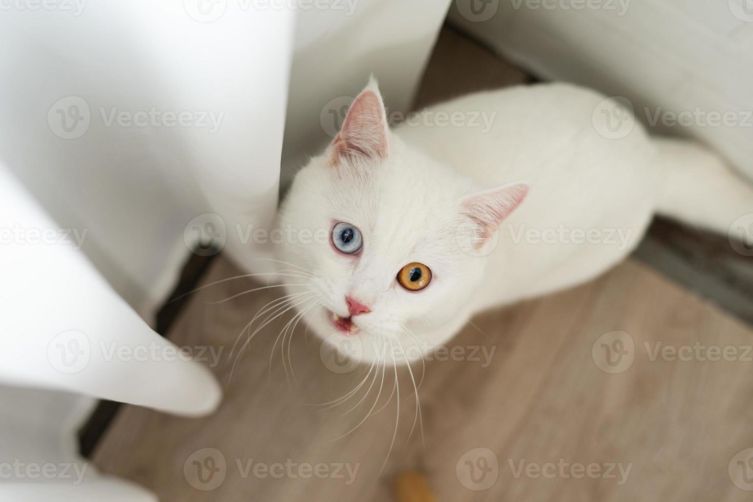 lovely white cat image with two color eyes at home photo