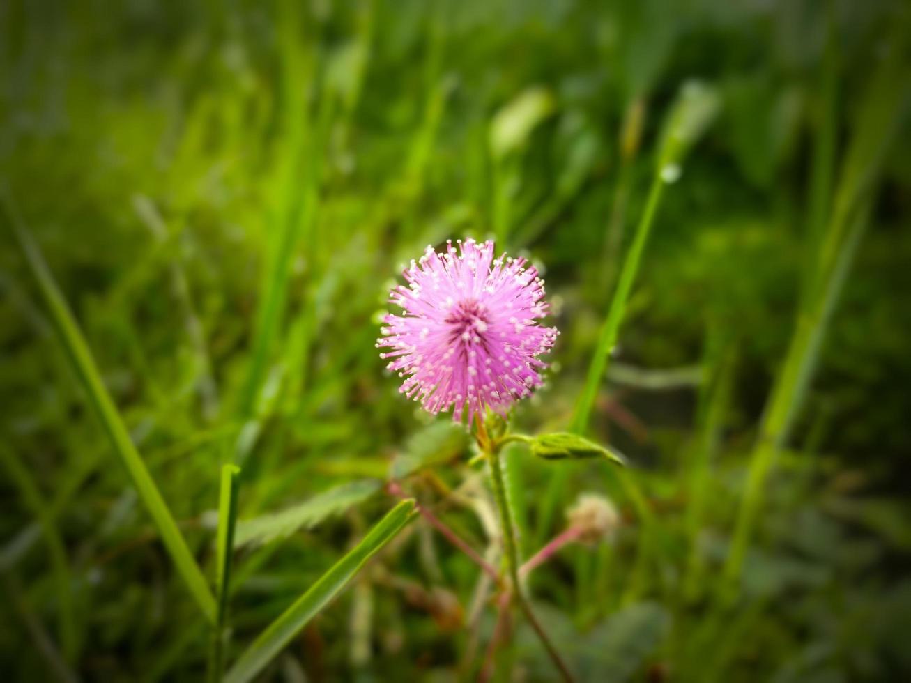 flor de hierba en indonesia llamada putri malu, bunga putri malu foto