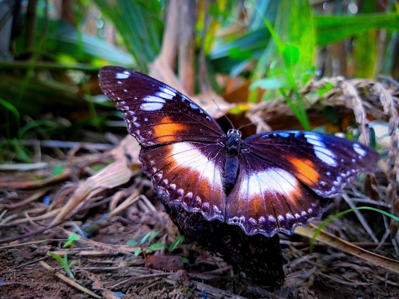 hermosa vista de mariposa foto